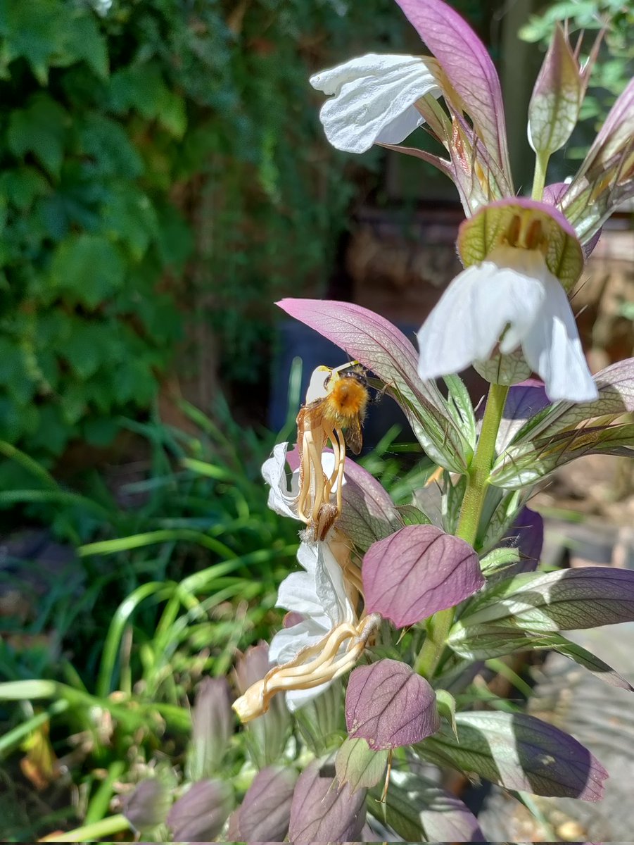 There's a bee on my acanthus. Just thought you should know.
