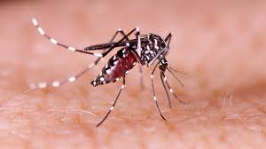 GcIsmel's tweet photo. En correspondencia con el incremento de la transmisión de Dengue en #Cuba, es imprescindible fortalecer las acciones de limpieza y saneamiento en los hogares, centros de trabajo y barrios, la vigilancia clínico epidemiológica y el ingreso oportuno #LatirAvileño https://t.co/xZoJvsZ0fA