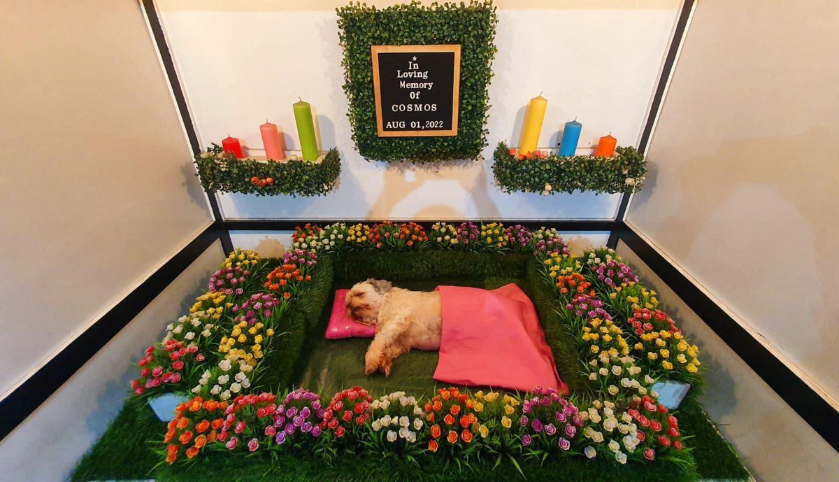 DrTonyLeachon's tweet image. We’ll say goodbye as you peacefully go to dog heaven. Our hearts will always wear the paw prints left by you and our furry friends who have gone ahead of you. We will miss you Cosmos. ❤️❤️🥰🐶🐾🐾. Till we meet again. 
#loveanddevotion #dogheaven #furryfriends #🙏🐾