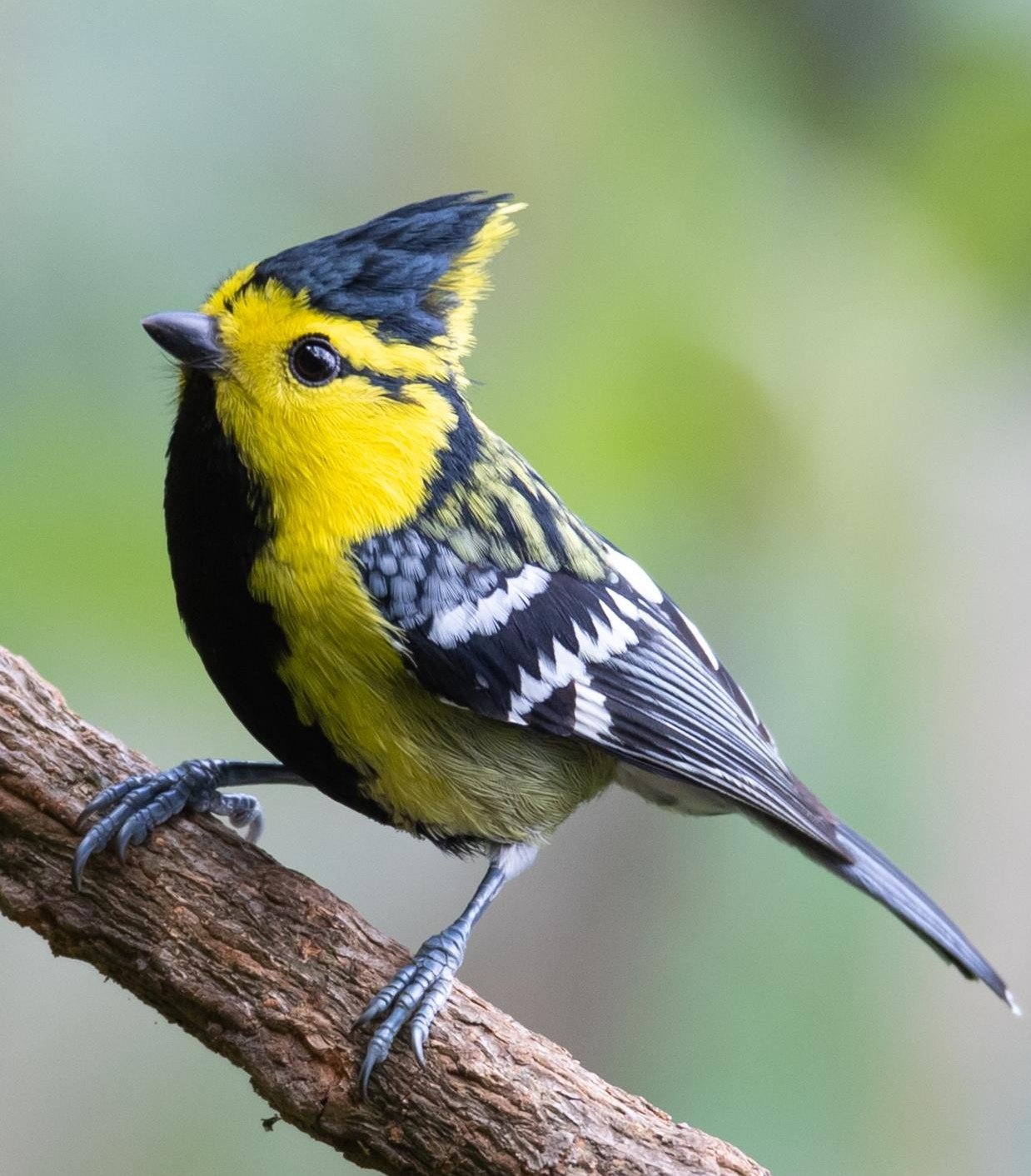 Le Jinjin 乐金金 on X: "Yellow-cheeked Tit #birds #nature #photos #LovelyBirdsInChina https://t.co/4cQOd0d8se" / X