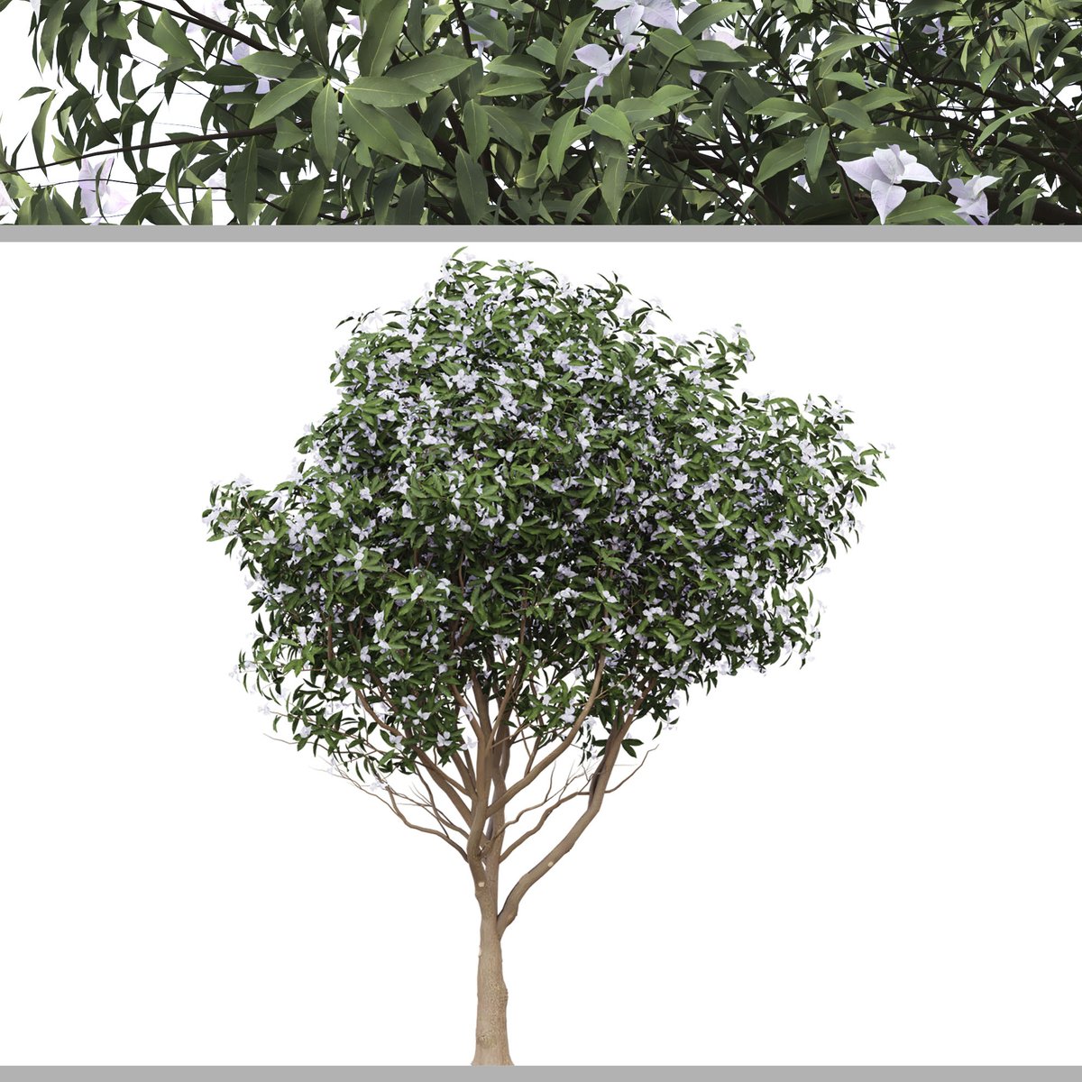 moonikoffice's tweet photo. Set of Michelia Maudiae Tree ( Magnolia maudiae ) ( 3Ds MAX - Blender - Cinema4D - FBX - OBJ )
Best used as a small specimen tree, either in a lawn or large border, or even use as a flowering hedge. A good tree for small gardens and low maintenance. #3d
https://t.co/UfTr4ortvL https://t.co/LPOWq9efcb