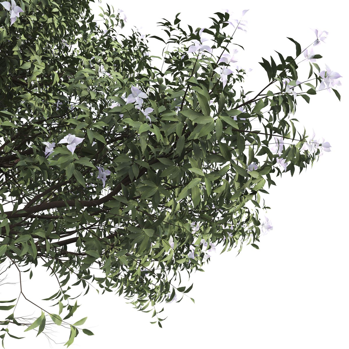 moonikoffice's tweet photo. Set of Michelia Maudiae Tree ( Magnolia maudiae ) ( 3Ds MAX - Blender - Cinema4D - FBX - OBJ )
Best used as a small specimen tree, either in a lawn or large border, or even use as a flowering hedge. A good tree for small gardens and low maintenance. #3d
https://t.co/UfTr4ortvL https://t.co/LPOWq9efcb