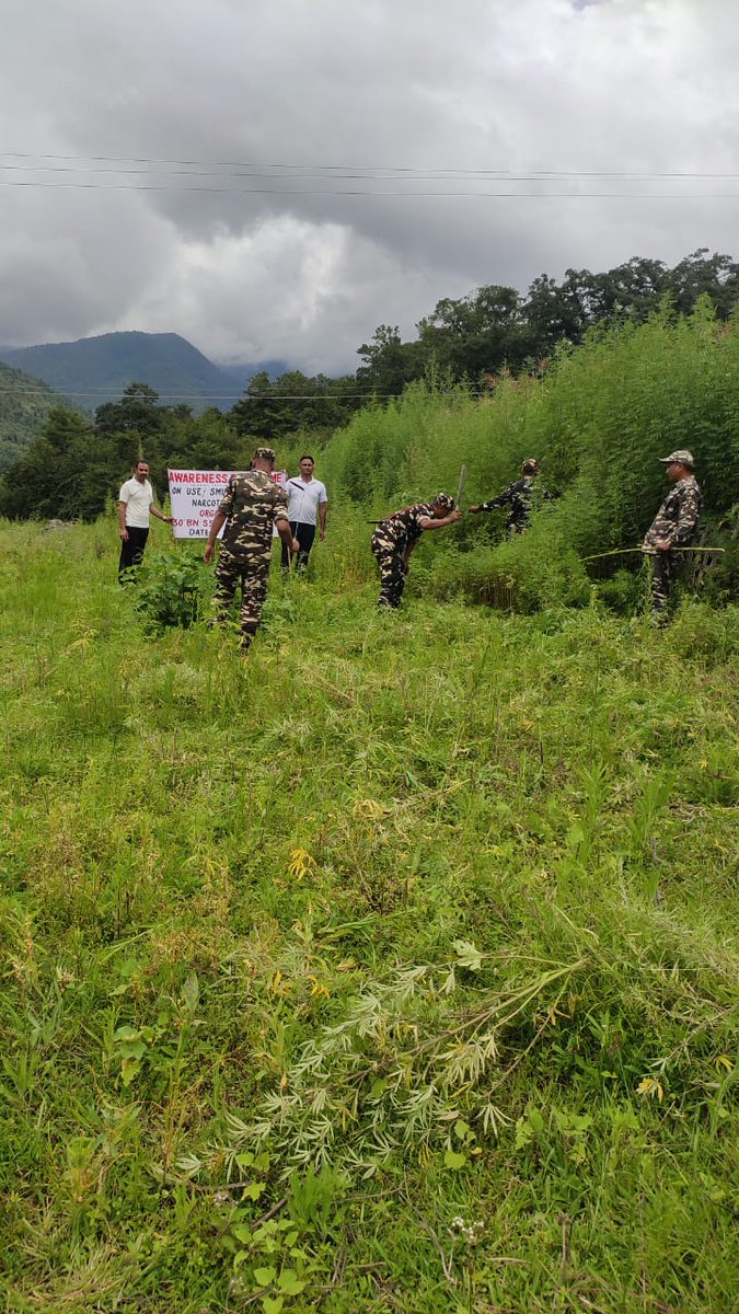 Conducted destruction Drive of wild growth cannabis plants spread over the area of Chug village, Derang in collaboration with Arunachal Police & Village Head as on 04.08.22.
#DrugFreeIndia