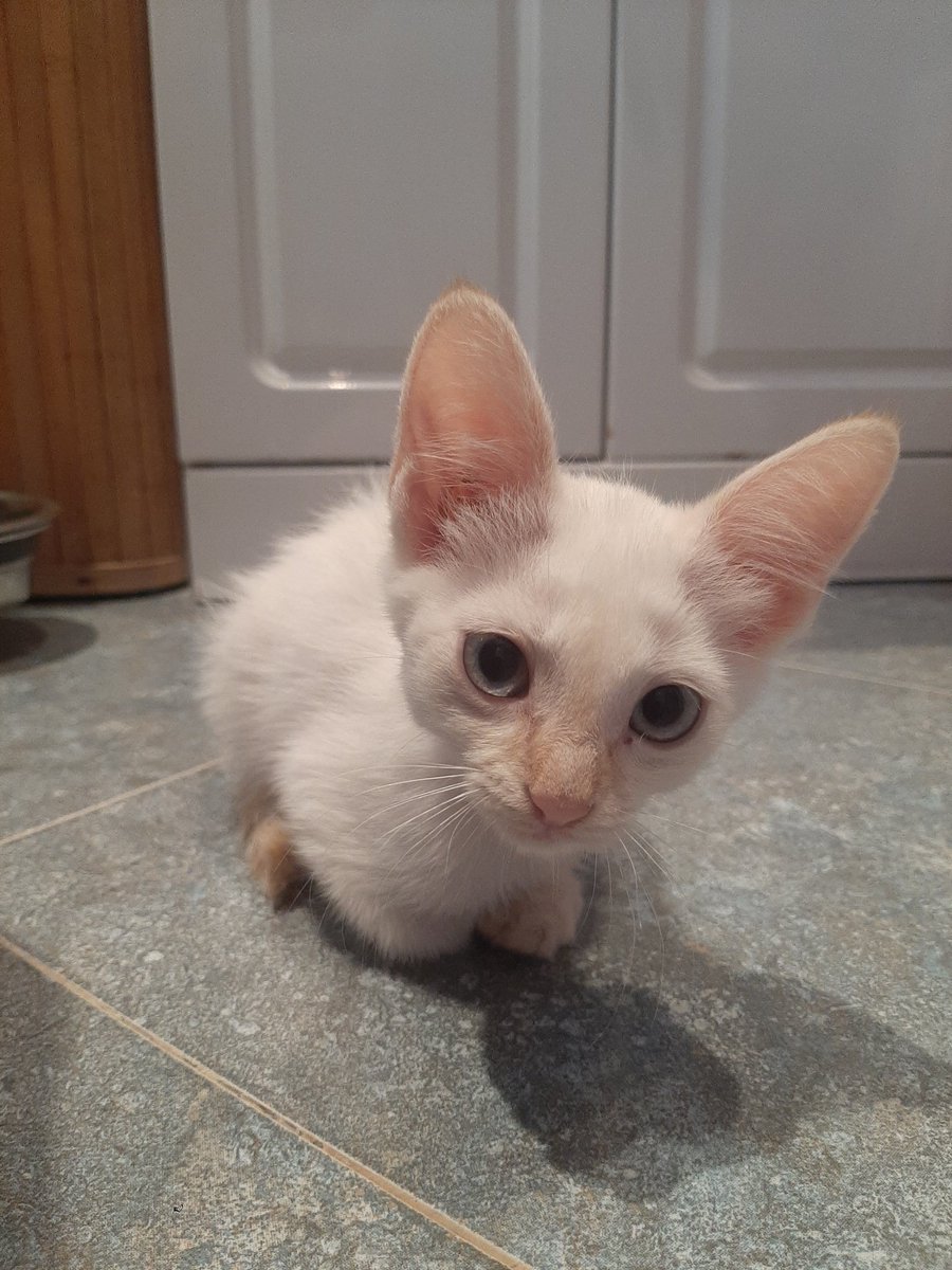 joserodrigueez_'s tweet photo. Hola! Estos gatitos buscan una casita, los tengo de acogida en la mía desde hace varios días y ya no los puedo tener más tiempo, son machos los dos. Un retweet para ayudarme a encontrarles una familia sería de gran ayuda. Gracias! Se encuentran en Madrid, Barrio de Pacífico. https://t.co/WqxP7b0EAh