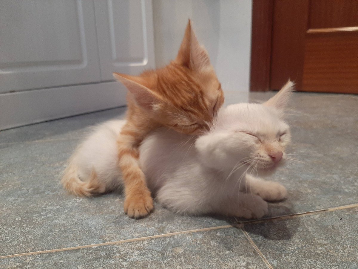 joserodrigueez_'s tweet photo. Hola! Estos gatitos buscan una casita, los tengo de acogida en la mía desde hace varios días y ya no los puedo tener más tiempo, son machos los dos. Un retweet para ayudarme a encontrarles una familia sería de gran ayuda. Gracias! Se encuentran en Madrid, Barrio de Pacífico. https://t.co/WqxP7b0EAh