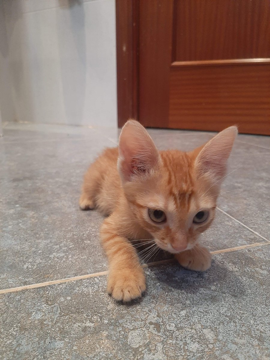 joserodrigueez_'s tweet photo. Hola! Estos gatitos buscan una casita, los tengo de acogida en la mía desde hace varios días y ya no los puedo tener más tiempo, son machos los dos. Un retweet para ayudarme a encontrarles una familia sería de gran ayuda. Gracias! Se encuentran en Madrid, Barrio de Pacífico. https://t.co/WqxP7b0EAh