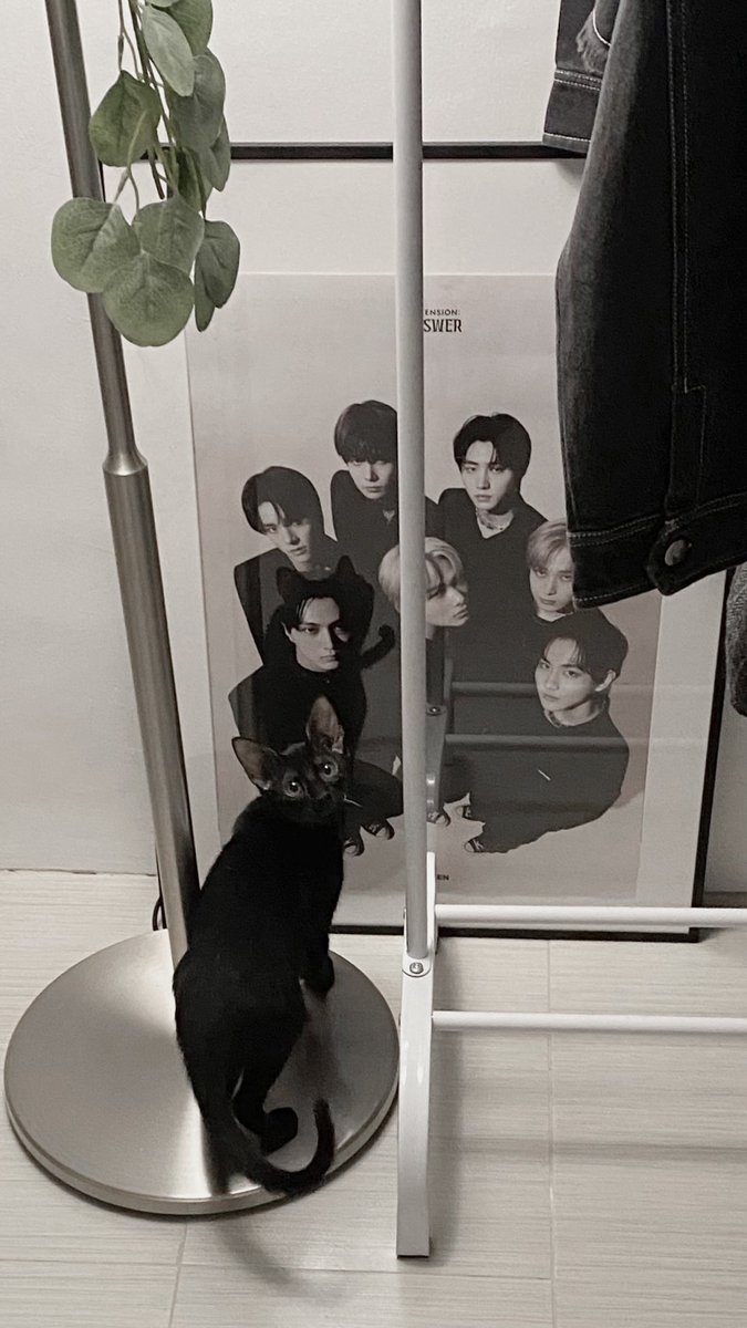 0209j_w's tweet photo. THE CAT EARS ON JAY https://t.co/UMlPKU6DqK