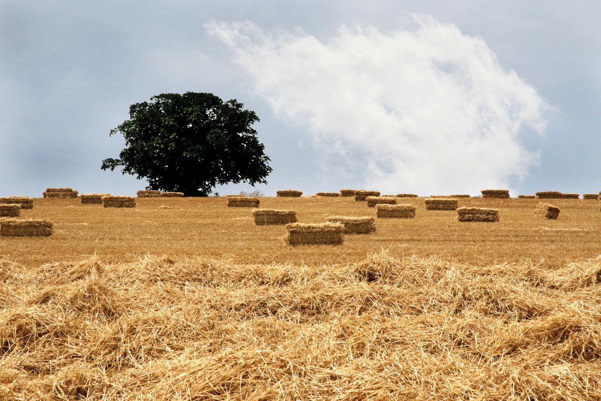 Hotel Augusta Valles tweet media