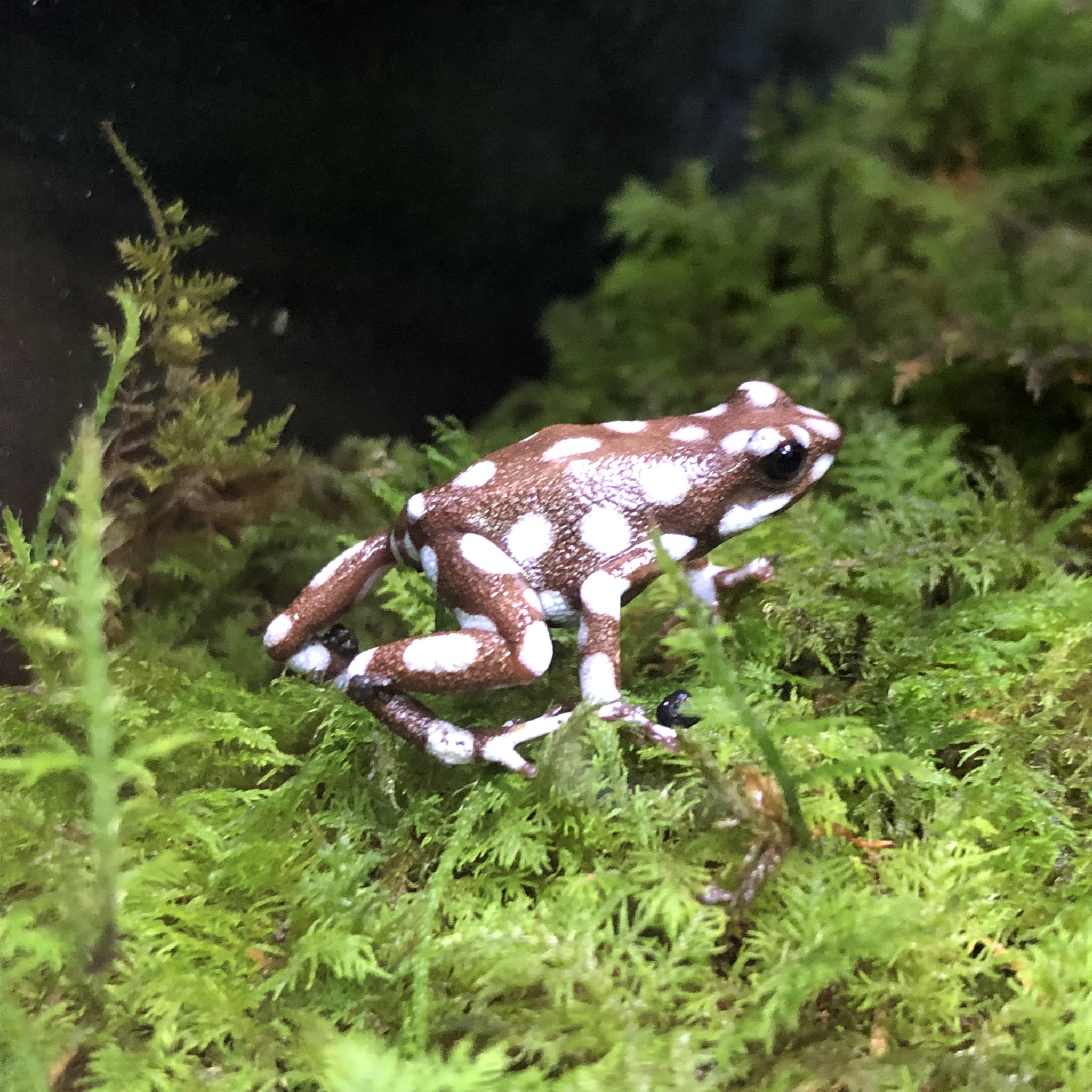 限定版 ♪ NHKへんてこ生物アカデミーでも話題！偕老洞穴 かいろうどう