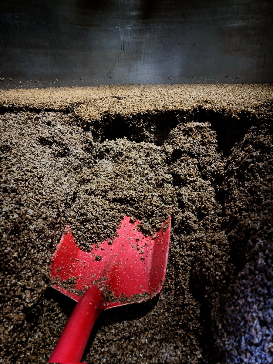 🥲🕺💃

Behind the playboy lifestyle of professional brewing, there's an awful lot of hard work being done. 

Its hot. Its heavy. But once the grain is dug out, we donate the whole lot to local farms for animal feed 🐖 

#sustainable #Recycle #green #brewing #NOTTINGHAM #beer