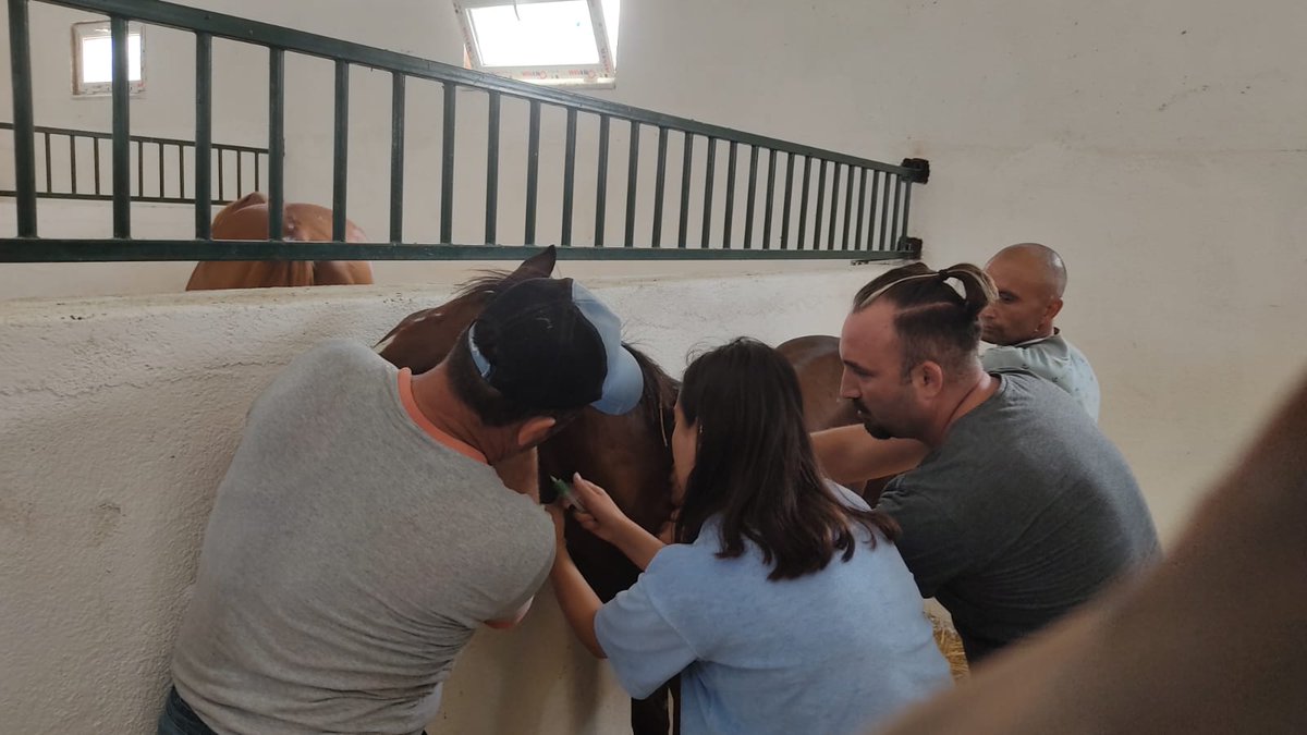 cagimniekurisi's tweet image. Bu gün günlerden haramızda #mikrochip uygulama Bursa il Tarım ve Orman müdürlüğü Veteriner ekibine teşekkür ederiz. Böylelikle kimliksiz tayımız kalmadı.