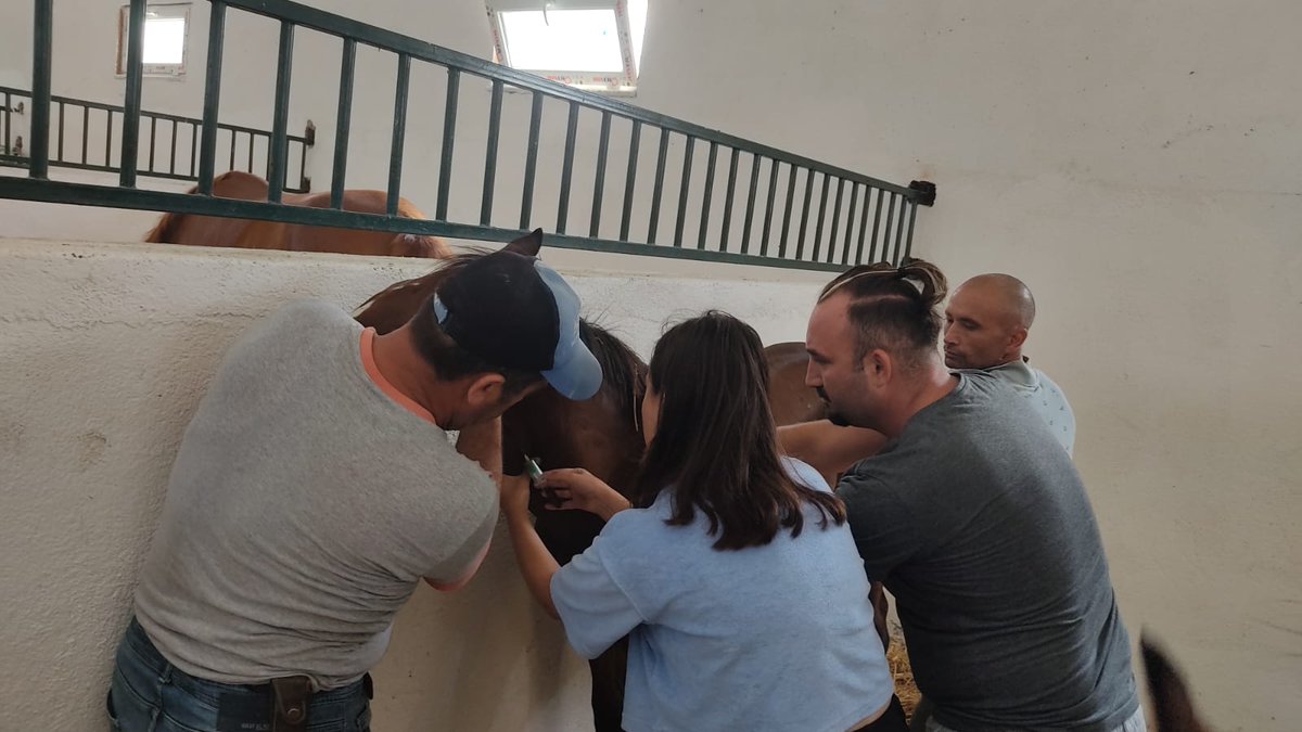 cagimniekurisi's tweet image. Bu gün günlerden haramızda #mikrochip uygulama Bursa il Tarım ve Orman müdürlüğü Veteriner ekibine teşekkür ederiz. Böylelikle kimliksiz tayımız kalmadı.