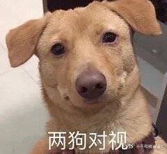 loya_xia's tweet photo. @SolKu1 @SpokespersonCHN 咋还跪出优越感啦？ https://t.co/8ZDKqGt2F7