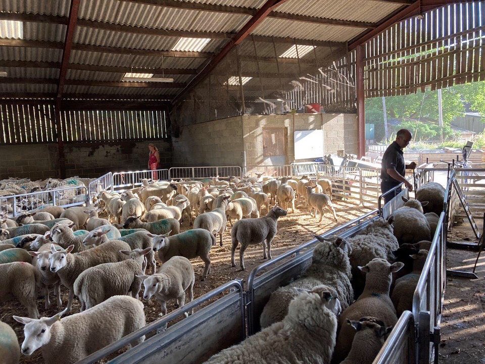 AHDB Beef & Lamb tweet media