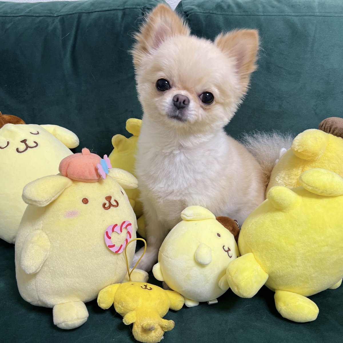 hymame_'s tweet photo. 自分もぬいぐるみになりきってみる犬 https://t.co/7DNKiq2ZcZ