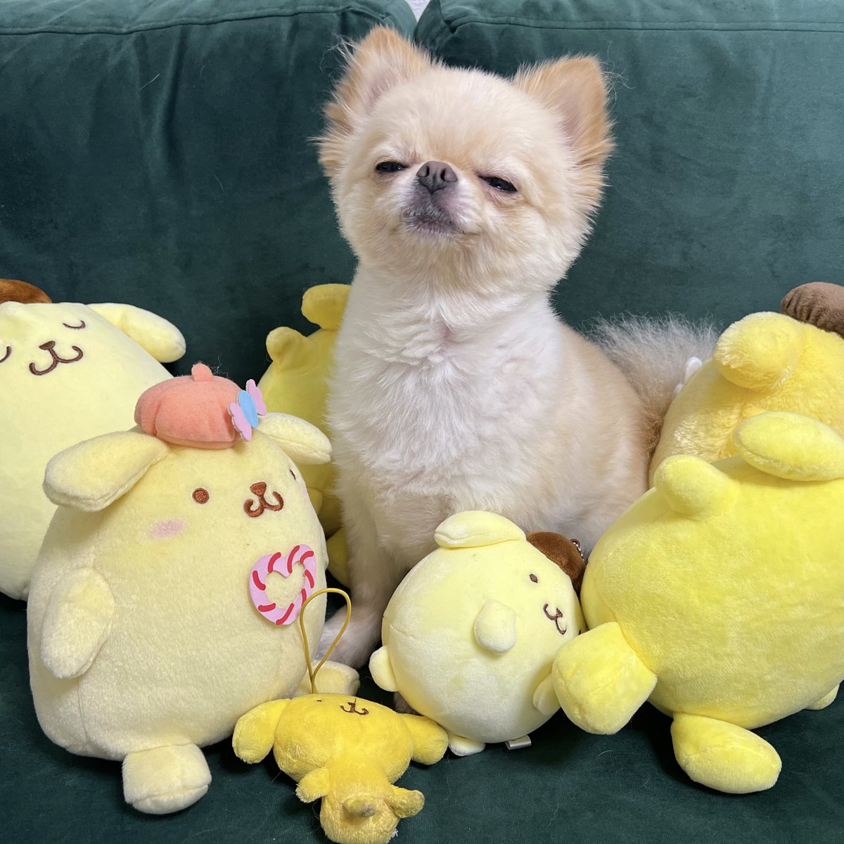 hymame_'s tweet photo. 自分もぬいぐるみになりきってみる犬 https://t.co/7DNKiq2ZcZ