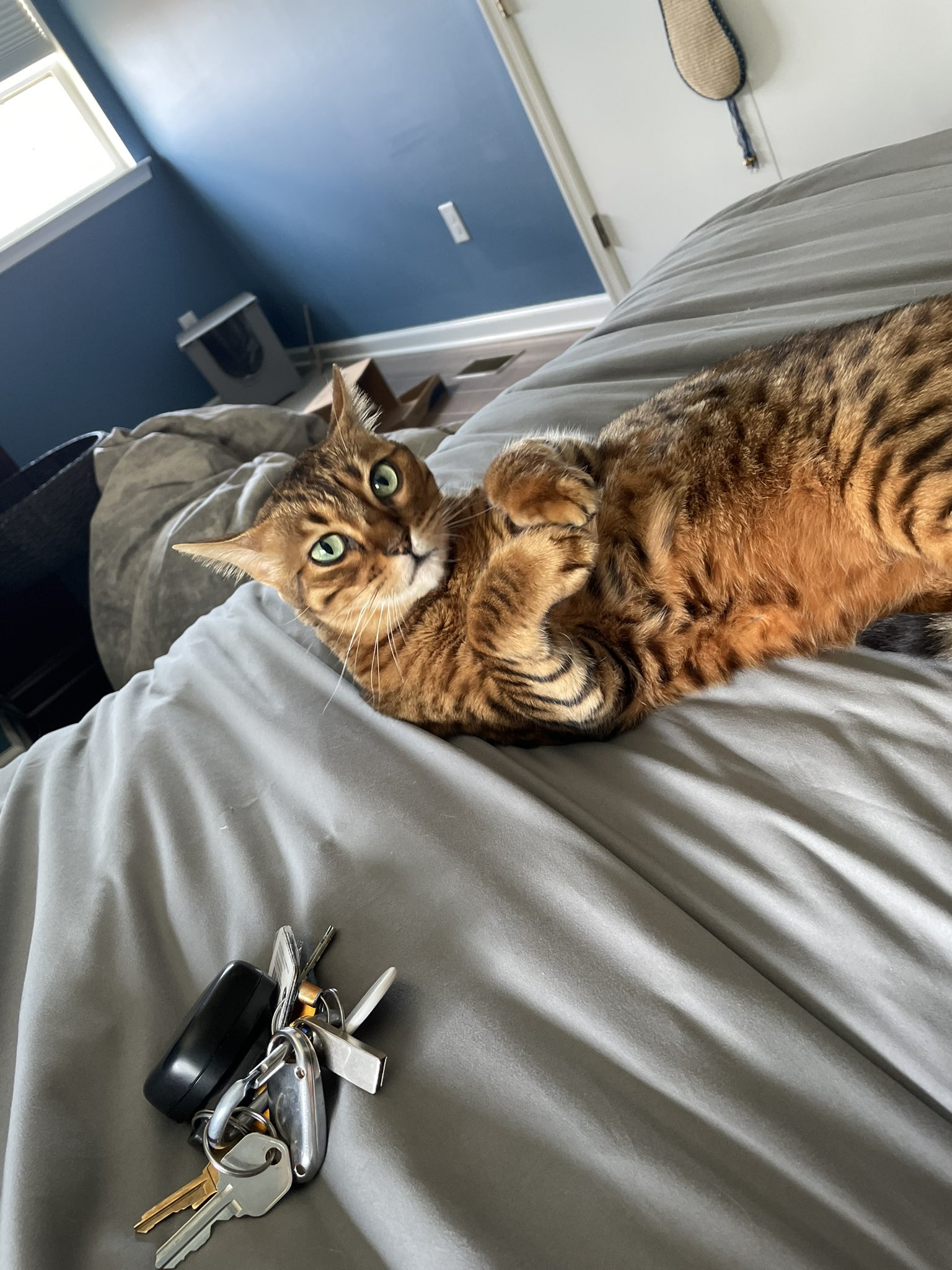 Eddie Caruso on Twitter "FrivviFox Idk who you are but I’m sending a pic of my cat Nutmeg for