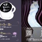 Photo by 世界一癒されない猫カフェ (@restlesscatcafe)