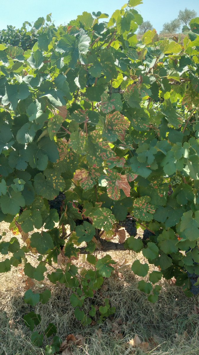Stargate_CBQF's tweet photo. STARGATE project started work with Palato do Côa. A team from @CBQF_Catolica  will visit Palato's field on Foz Côa to take vineyard plant samples and analyse their quality traits until the grape harvest to implement the data integration and information system technology.
🍇🌿🙌 https://t.co/yNy88nBKtt
