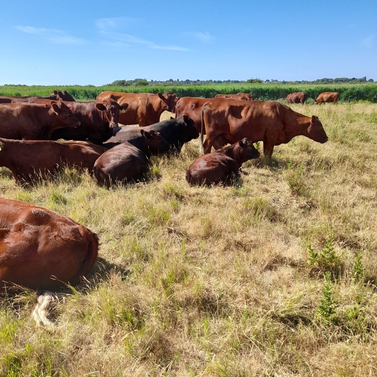 redpoll_cattle's tweet photo. Red Poll and Red Poll crosses sunbathing on Thorpeness marsh #Farm24 #redpoll #nativebreed #conservationgrazing #RSPB https://t.co/xgTnCiZPRj