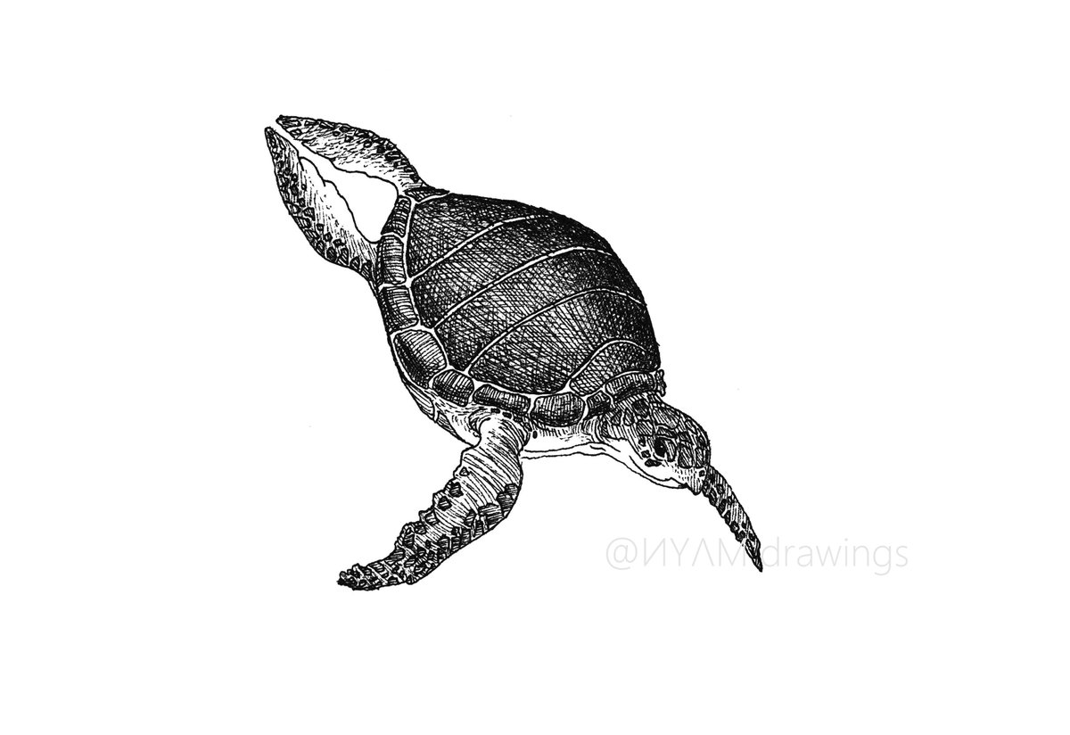 nyamdrawings's tweet photo. Sea Turtle Art. <3
Support me!
YouTube ▷ NYAM drawings
https://t.co/HyEaz1fLDb
#howtodraw #drawing #inkdrawing #ballpenart #pendrawing #illustration #turtle #turtleart #seaturtle #creativity #handart #wildlife #animalart #saveanimals #simplearts #nepaleseart #artwork https://t.co/Df1fyGRL93