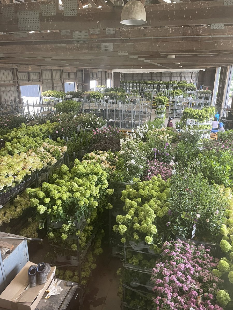 MikeGondola's tweet photo. Summer flowering shrubs delivering to Lowes in New England just in time for the weekend from Clinton Nurseries!!
#first edition#proven winner # Lowes https://t.co/dWtYW6yOEq