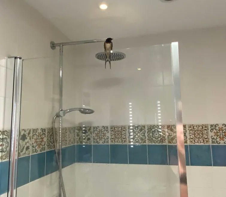 DevonWildlife's tweet photo. Swallow in the shower! Penny from DWT was surprised to discover this agile flier having a rest in the bathroom. 🐦If a bird enters your house, open as many exits to the outside as you can and leave the bird in peace to make its own way out.

#ConnectToNature https://t.co/5s2n30HwfB