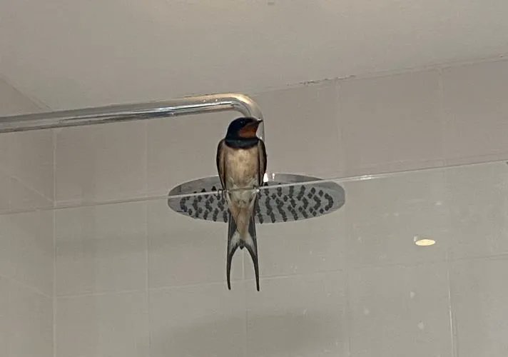 DevonWildlife's tweet photo. Swallow in the shower! Penny from DWT was surprised to discover this agile flier having a rest in the bathroom. 🐦If a bird enters your house, open as many exits to the outside as you can and leave the bird in peace to make its own way out.

#ConnectToNature https://t.co/5s2n30HwfB
