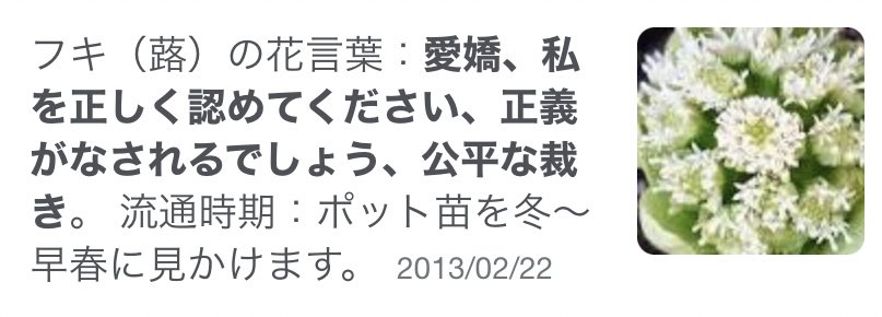 自家製 原稿rta えっフキの花言葉かわいすぎるでしょ T Co Ofhjm6dd53 Twitter