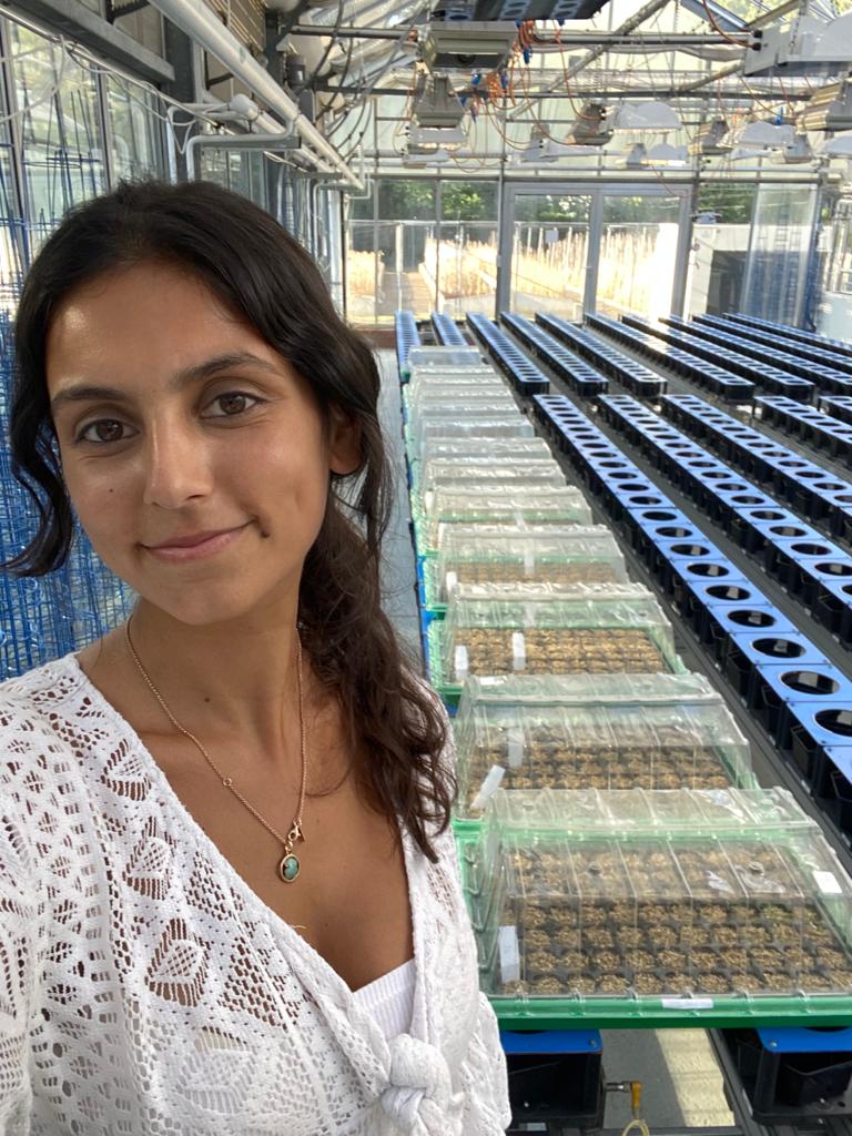 Stargate_CBQF's tweet photo. To Strengthen the scientific excellence at @CBQF_Catolica, Ana Patricia Fernandes is training in the field of the first STARGATE STSM titled 'Practical phenotyping in controlled environments, including image analysis' on IPK Gatersleben. Wishing you all the best in your work!!! https://t.co/BsaqfKh4Sz