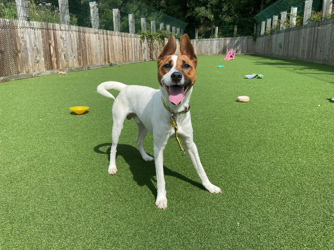 AdoptionsUk's tweet photo. Please retweet to help Dax find a home #GLASGOW #SCOTLAND 

Jack Russell aged 2-5  with fabulous ears! Found as a stray, he is looking for a home with any children aged 14+. He needs to be the only pet.

DETAILS or APPLY👇 
https://t.co/FhARy09Puo……
#dogs #DogsOnTwitter  #pets https://t.co/Bs5eC1NiWi