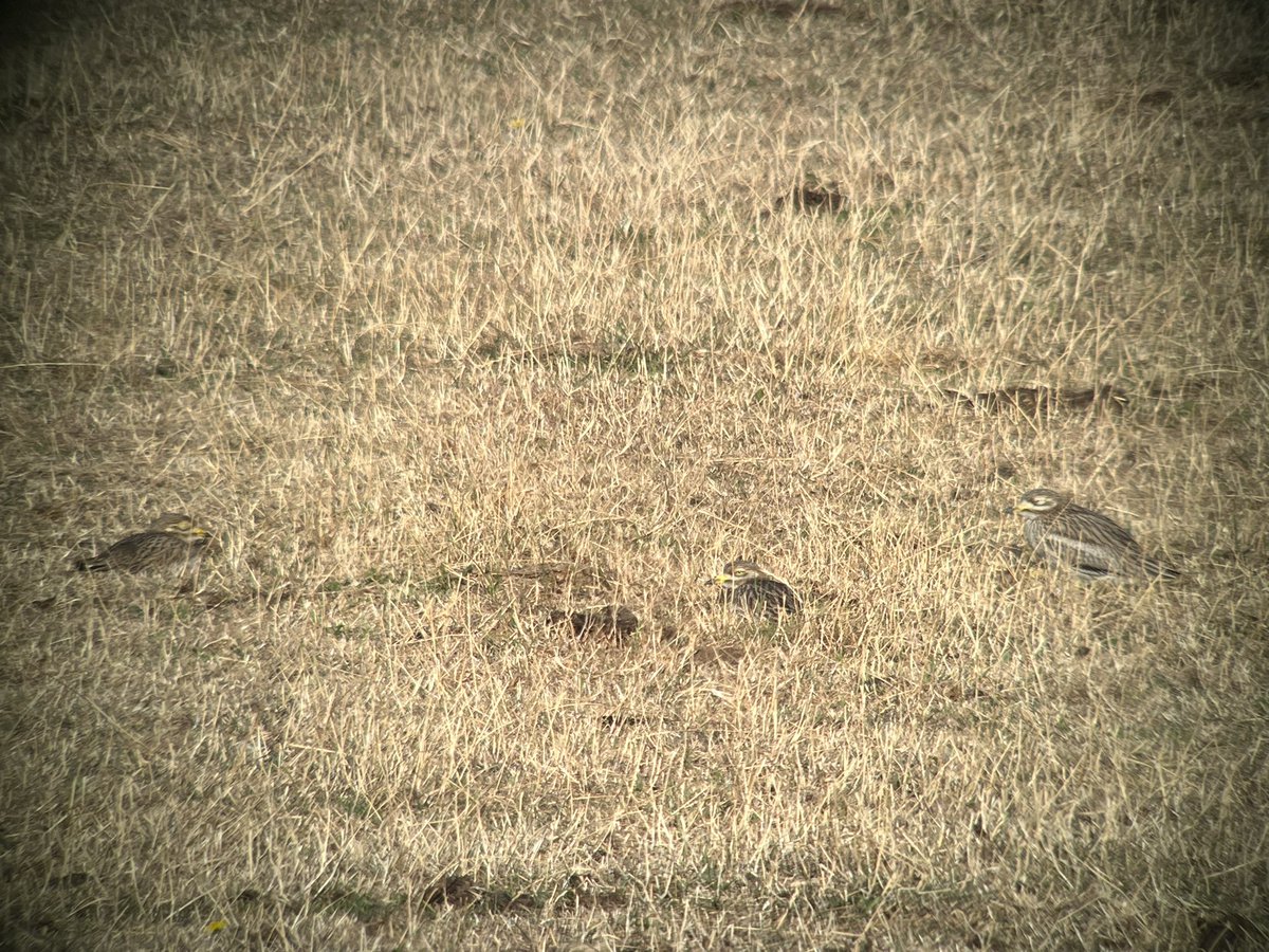I went to East Tilbury first thing this morning to see if the Stone Curlew was still there. To say I was surprised to see this is a bit of an understatement…