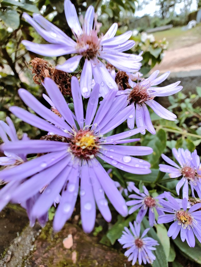 tomar_anjalii's tweet image. ♡(&amp;gt; ਊ &amp;lt;)♡