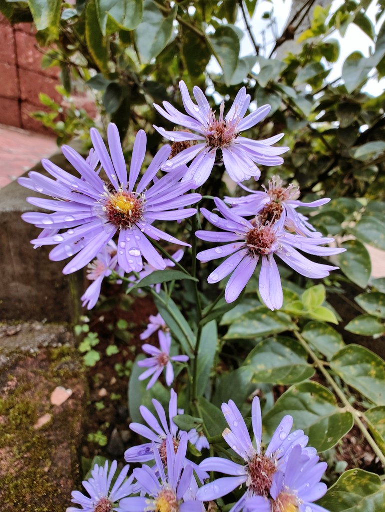 tomar_anjalii's tweet image. ♡(&amp;gt; ਊ &amp;lt;)♡