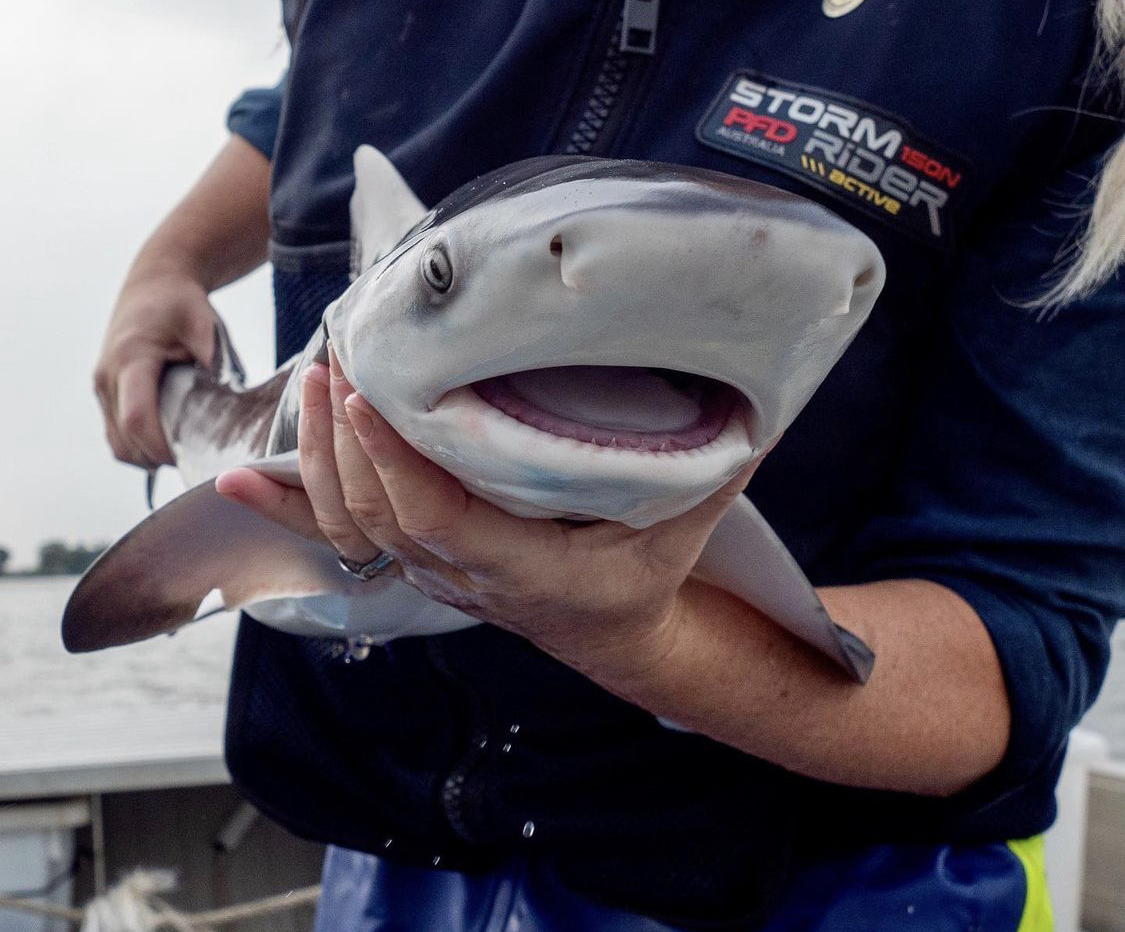 Dr Yuri Niella (@yuri_niella) on Twitter photo New #OpenAccess paper just out in <a href="/TheFSBI/">fsbi</a> 🚨
Ontogenetic changes in the tooth morphology of bull sharks (Carcharhinus leucas)
<a href="/RobHarcourt/">Rob Harcourt</a> <a href="/amy_smoothey/">Amy Smoothey</a> <a href="/mqnatsci/">Macquarie University School of Natural Sciences</a> <a href="/MPRG_MQ/">Marine Predator Lab</a>
👇👇👇 New #OpenAccess paper just out in <a href="/TheFSBI/">fsbi</a> 🚨
Ontogenetic changes in the tooth morphology of bull sharks (Carcharhinus leucas)
<a href="/RobHarcourt/">Rob Harcourt</a> <a href="/amy_smoothey/">Amy Smoothey</a> <a href="/mqnatsci/">Macquarie University School of Natural Sciences</a> <a href="/MPRG_MQ/">Marine Predator Lab</a>
👇👇👇