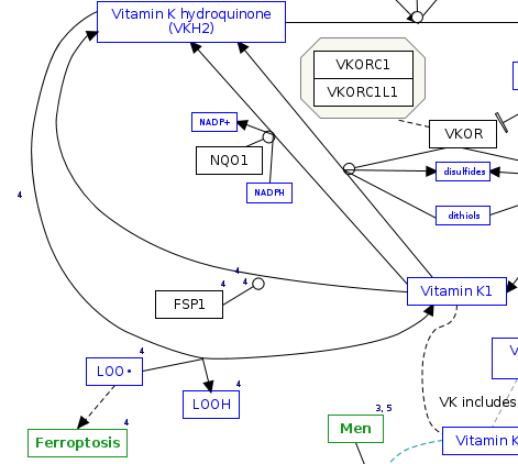 Small Cat (@smallcat4sci) on Twitter photo Great article on the FSP1 protein and its effect on Vitamin K; now also included in the <a href="/WikiPathways/">WikiPathways</a> Vitamin K pathway: wikipathways.org/index.php/Path… <a href="/FedorovaLab/">Maria Fedorova</a> <a href="/EpiLipidNET/">EpiLipidNET</a> Great article on the FSP1 protein and its effect on Vitamin K; now also included in the <a href="/WikiPathways/">WikiPathways</a> Vitamin K pathway: wikipathways.org/index.php/Path… <a href="/FedorovaLab/">Maria Fedorova</a> <a href="/EpiLipidNET/">EpiLipidNET</a>