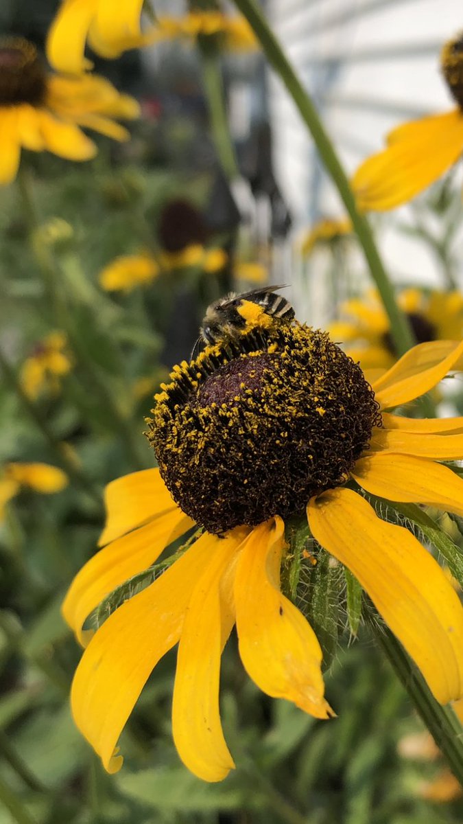 Skrepy29's tweet photo. @EvolvingWild @BeesNativePlant Just a heads up with Milkweed - be extremely careful! The rhizomes from this plant make it extremely invasive. Spent hours digging out rhizomes after year two in our pollinator bed and it still pops up. Not saying don’t plant it, just be aware! #Fellowpollinatorplanter https://t.co/tKF7FTf4ix