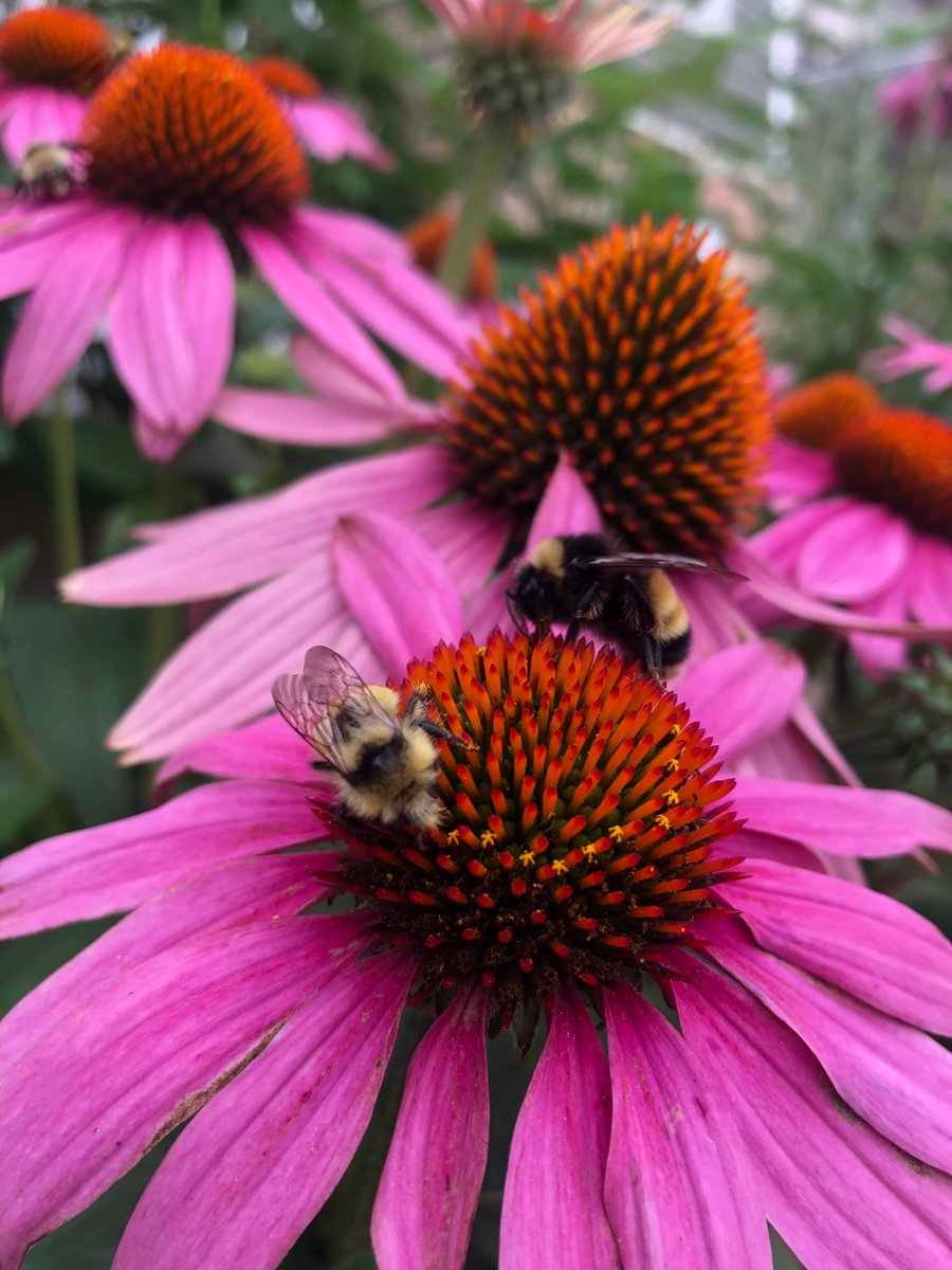 Skrepy29's tweet photo. @EvolvingWild @BeesNativePlant Just a heads up with Milkweed - be extremely careful! The rhizomes from this plant make it extremely invasive. Spent hours digging out rhizomes after year two in our pollinator bed and it still pops up. Not saying don’t plant it, just be aware! #Fellowpollinatorplanter https://t.co/tKF7FTf4ix