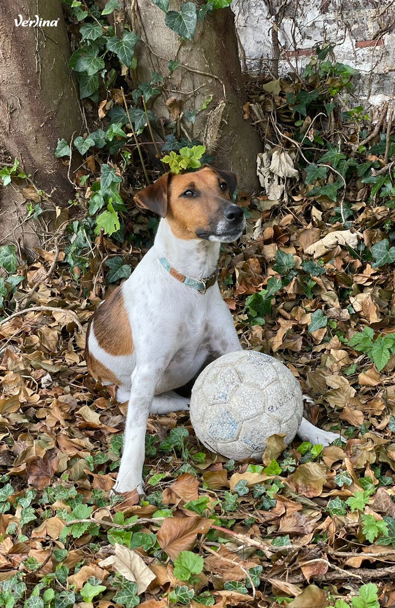 C'est le joli SPEED, tout juste adopté (et prêt à jouer !) qui gagne notre concours photo du mois de juillet ! 🏆
N'hésitez pas à partager avec nous les clichés de vos animaux en vacances, et tentez vous aussi de gagner 25€ ➡ verlina.com/blog/concours-…