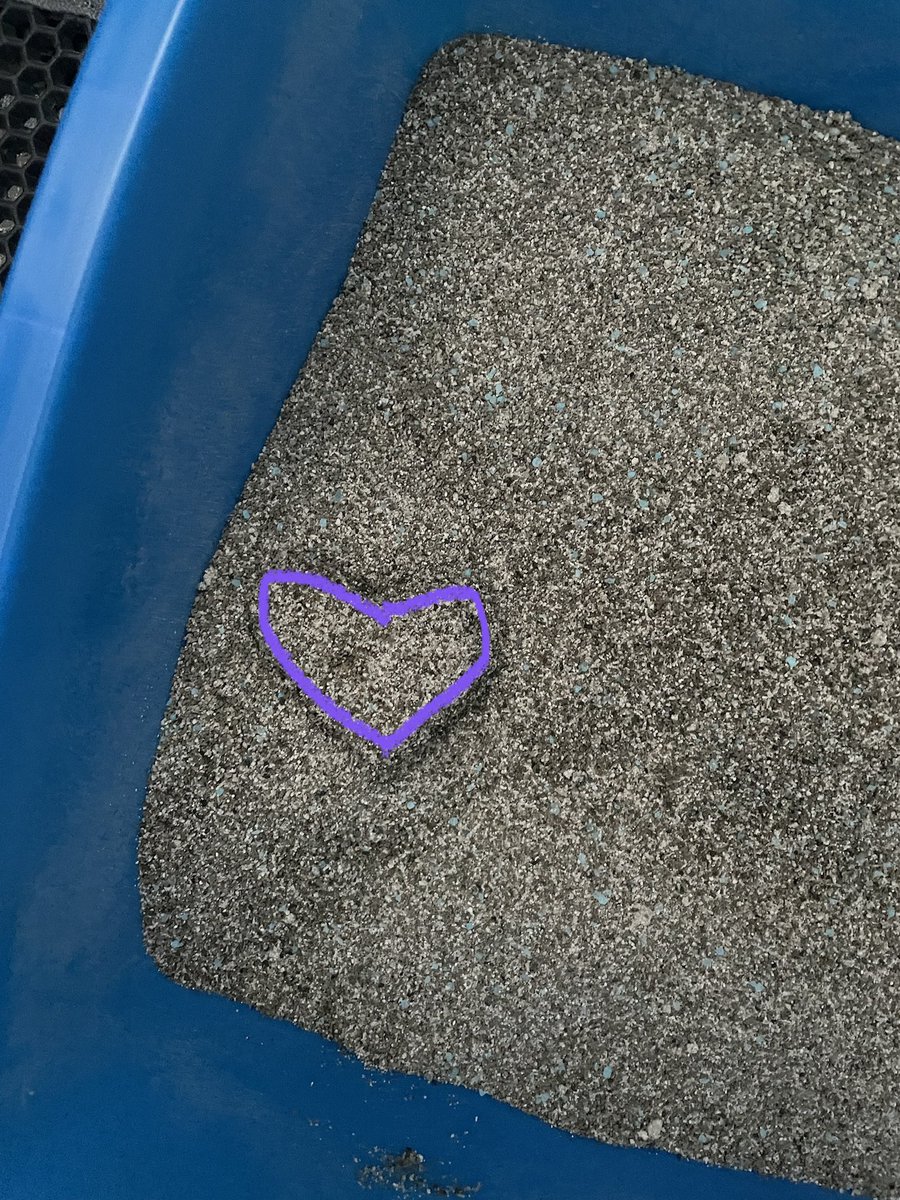 noufiee's tweet photo. Tell me how my cat loves me without telling me that she loves me! Oh toothless.. the messages she leaves for me in her litter box 😻🐈‍⬛ https://t.co/iU1gaOfq3h