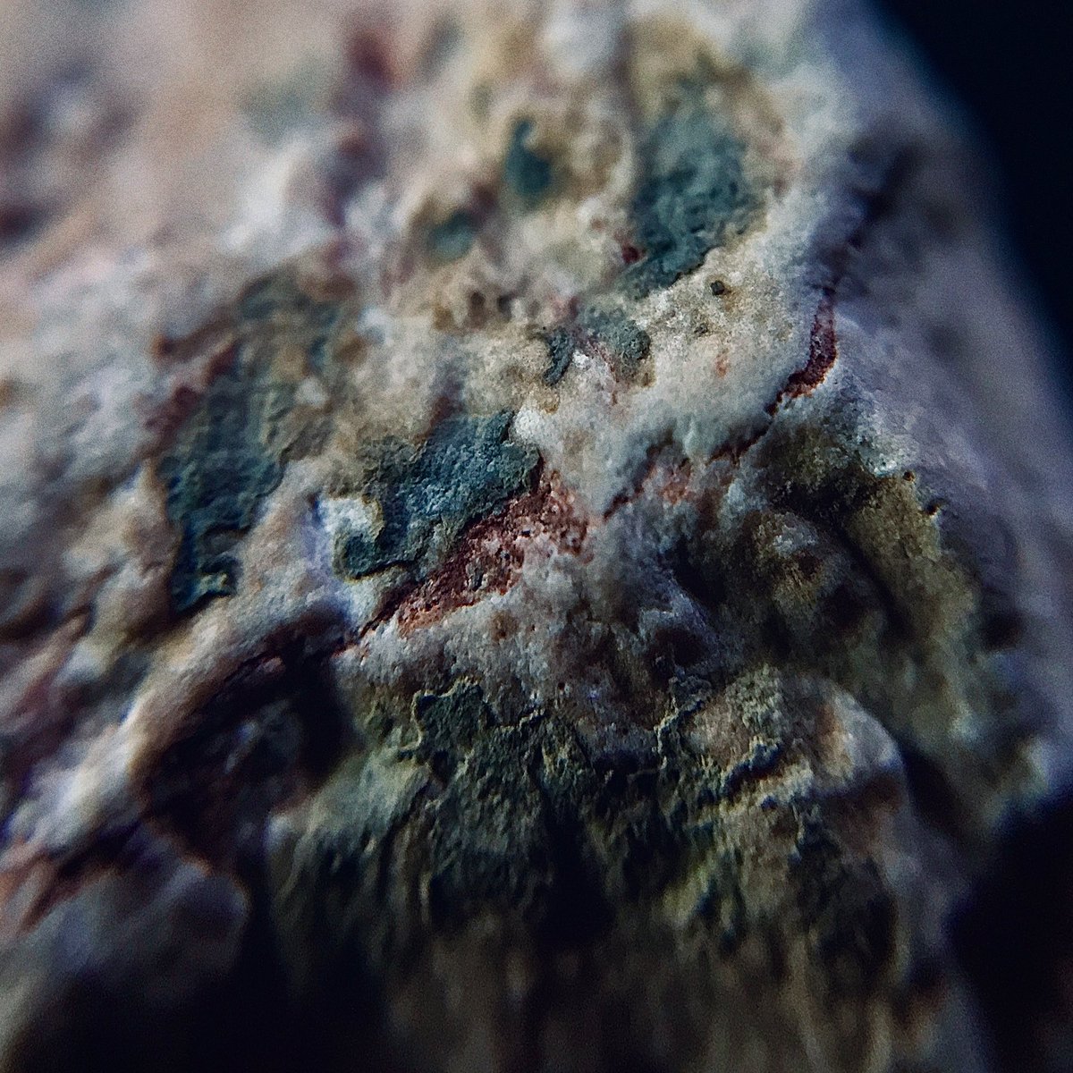 Solidstates Solidstatesbird Twitter