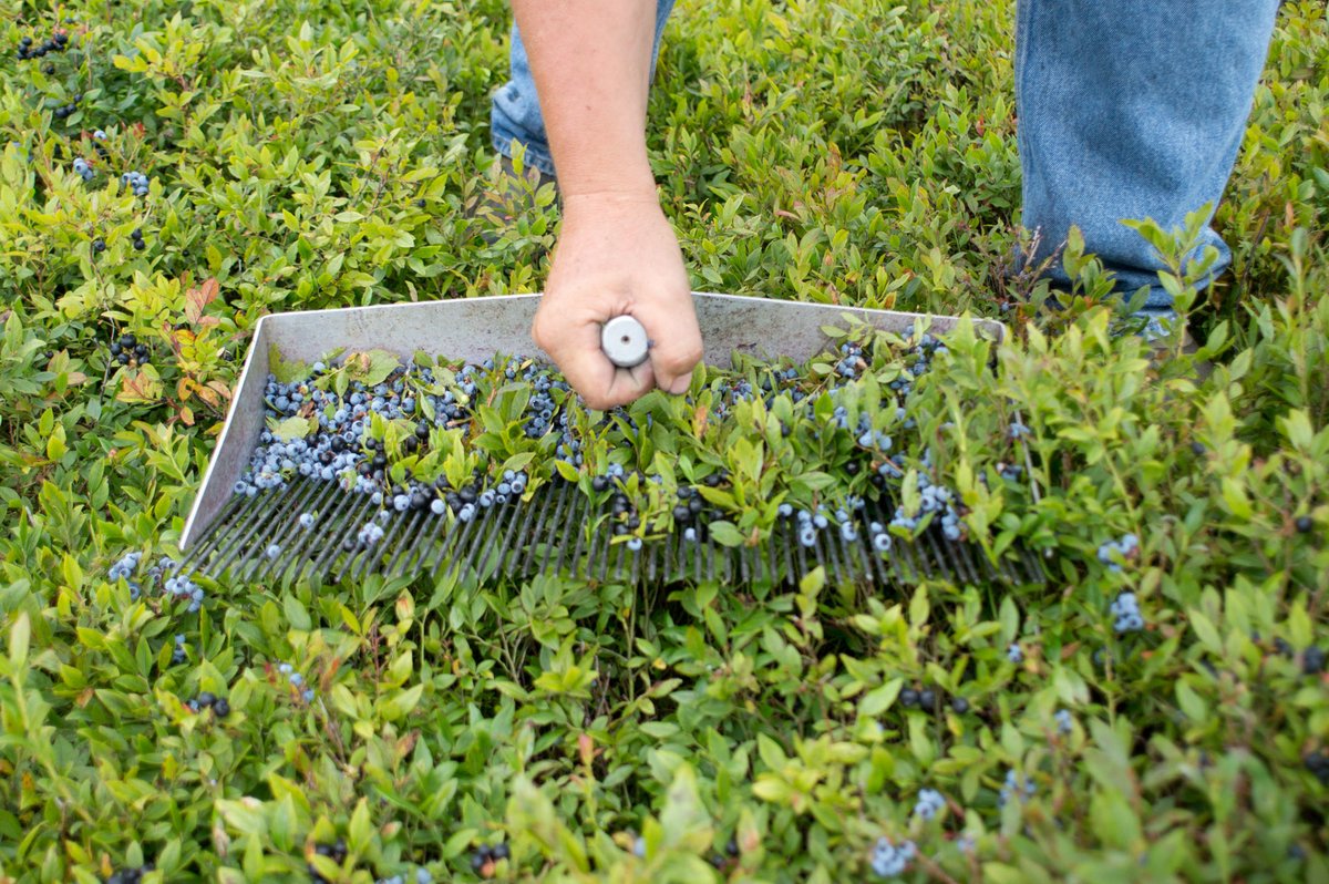 Wild Blueberry Weekend is nearly here!  Sweetgrass has a special tasting featuring - Blueberry Cabernet Sauvignon, Blueberry Cider, Blueberry Sangria, Blueberry Smash, and Back River Gin.

<a href="/wildblueberries/">The Caviar of Maine</a>
#drinklocal #wildblueberryweekend #mainelife #visitmaine #visitportland