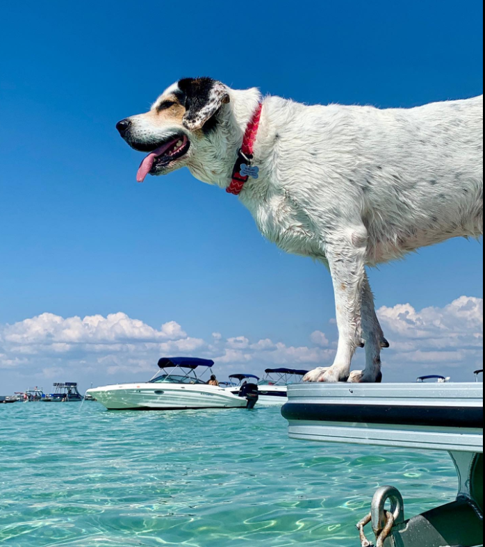 Crab Island Dolphin Tours (CrabTours) / Twitter