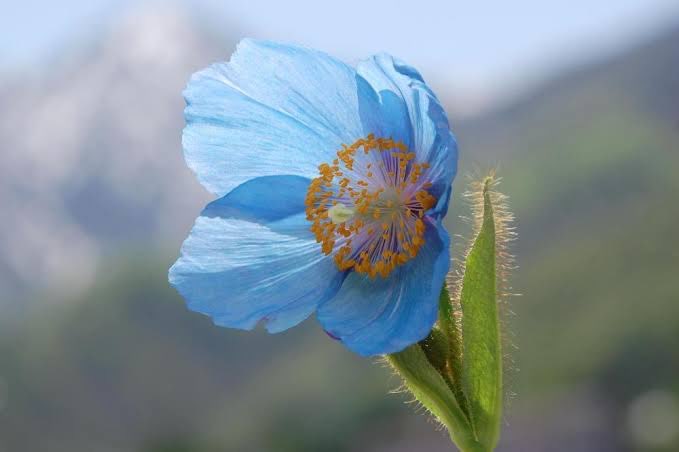 植物のまめマメ知識 Plant Lover 8月4日 誕生花 8月4日の誕生花は メコノプシス 花言葉は 神秘的 T Co Slyhcejy3a Twitter