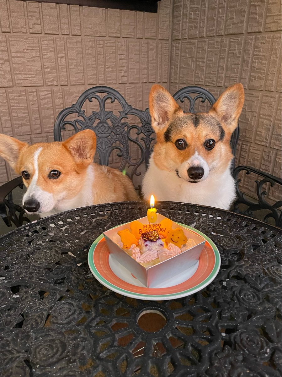 torichan_Flora's tweet photo. Happy Birthday アランくん💖
6歳になりました🎂
おめでとう🎉これからもいっぱいお祝い出来るように元気でいてくれますように✨ https://t.co/akWbUxozSD
