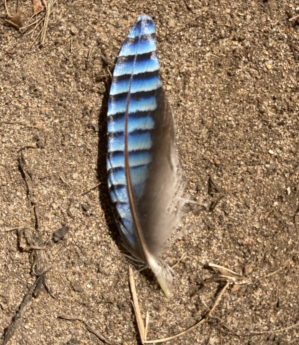 Georgina Sayer (also on Bluesky) tweet media