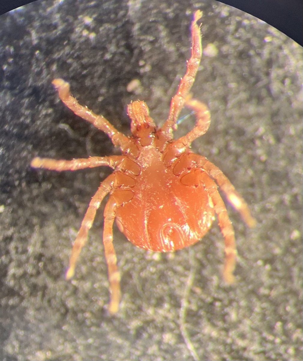 Robert E. Rollins tweet media