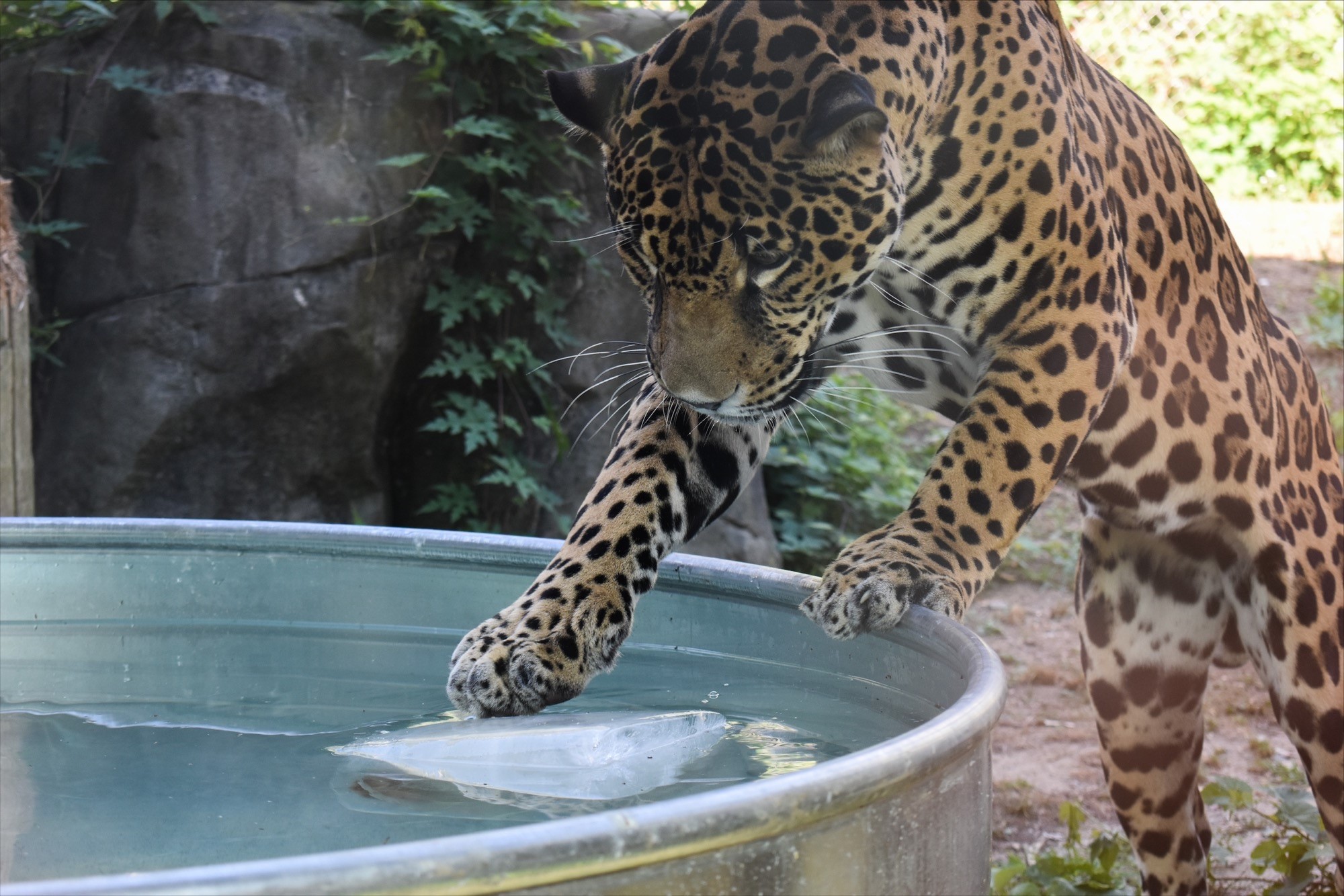 Jaguar  Stone Zoo