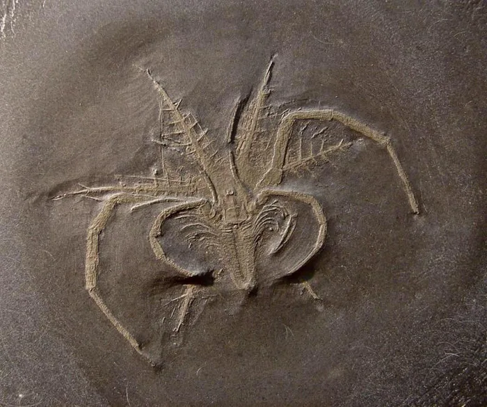 FossilBonanza's tweet photo. Stumbled upon this wild fossil. Mimetaster hexagonalis was a marrellomorph arthropod, a distant relative of trilobites. This particular specimen was preserved in pyrite in the German Hunsrück Slate.
#Paleontology https://t.co/6M6HXr2Qut