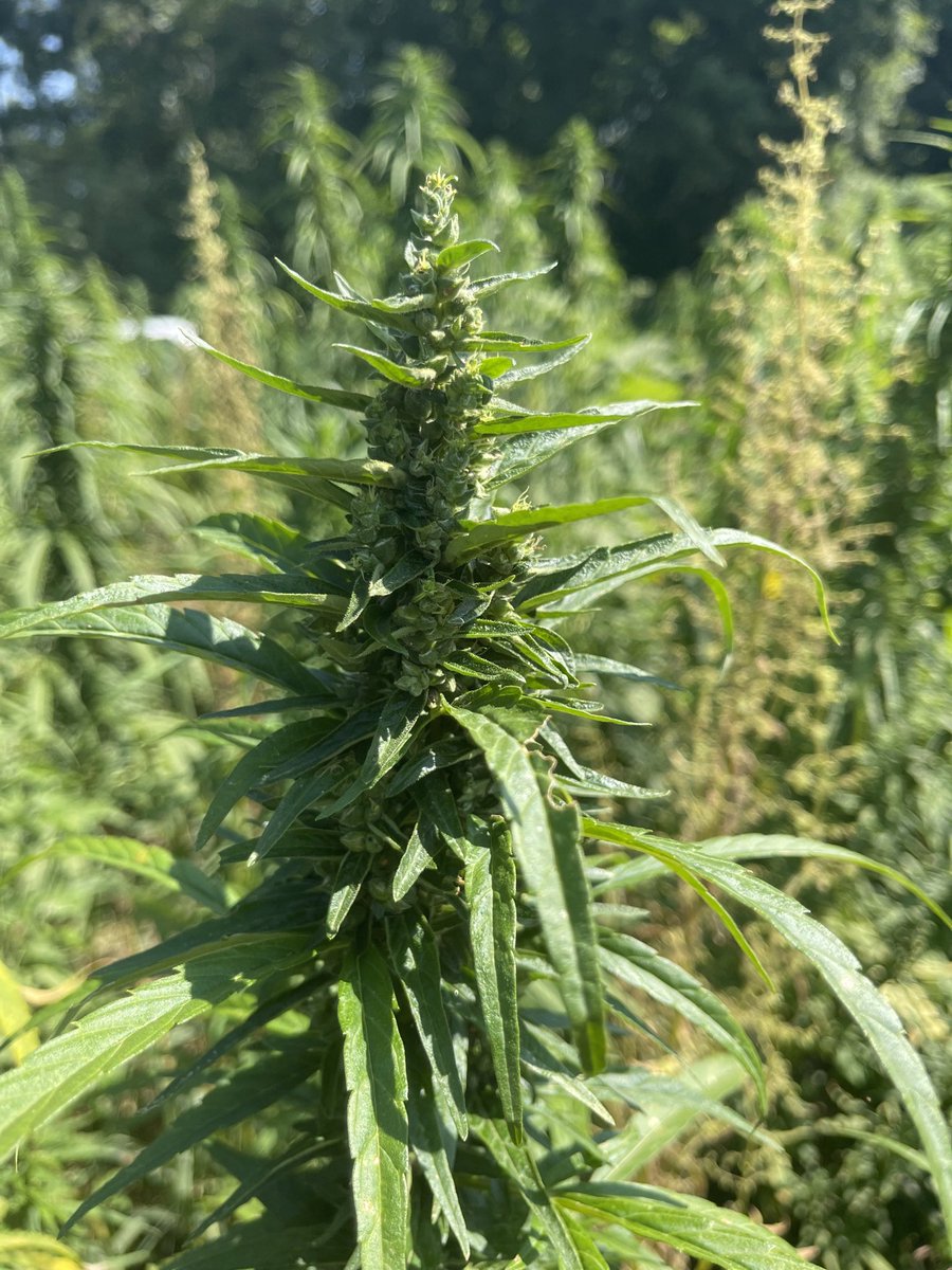 Dr. Sara Hermann (@predpreysara) on Twitter photo Hemp grown for grain is smelling pretty pungent today! <a href="/Jorgejaraent/">Jorge Jaramillo</a> just got a grant funded to continue his work looking at pests and beneficial on hemp crops 🥳🤩 Hemp grown for grain is smelling pretty pungent today! <a href="/Jorgejaraent/">Jorge Jaramillo</a> just got a grant funded to continue his work looking at pests and beneficial on hemp crops 🥳🤩